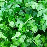 Italian Flat Leaf Parsley – 1000 Seeds | Heirloom Non-GMO | Rich Flavor for Cooking | Easy Culinary Herb for Indoor & Outdoor Gardens Containers & Raised Beds | Three Mo Garden