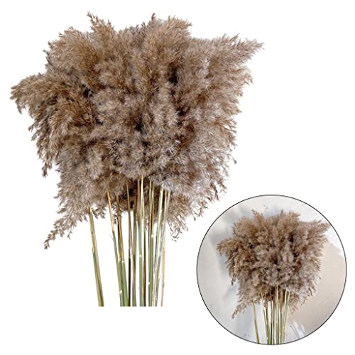Newmind 30 pçs Papas Secos Grama Reed Flor Casa Decoração de Festa Adereços Fotografia
