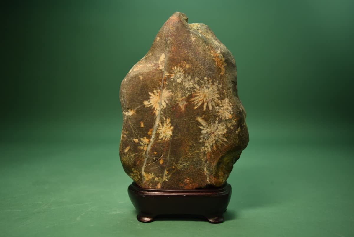 本菊花石盆景1862g 高さ17㎝ 東な6-0714④