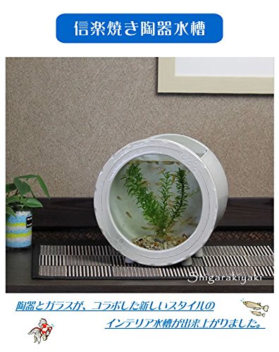 Amazon.co.jp: 信楽焼 陶器水槽丸型（白色） 水槽 すいそう スイソウ