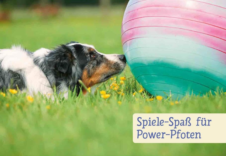 Spiele und Action für ausgeglichene Hütehunde: Border Collie, Australian Shepherd und Co. rassegerecht auslasten