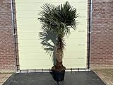 Trachycarpus Fortunei palme , stammhöhe 80/100cm, gesamthöhe 250cm, Winterhart hanfpalme