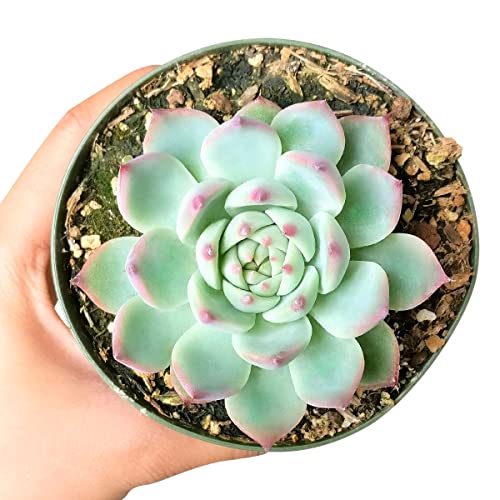 Echeveria Tippy Pink Tip Pointy Lotus Succulent (4 Inch) | Healthy Succulent Echeveria Live Easy Care Indoor House Plant, Fully Rooted In 2/4/6 Inch Sizes #TOP1