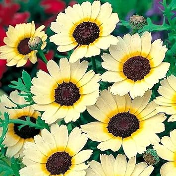 400 Corn Marigold Eastern Star Seeds   Chrysanthemum segetum   Primrose Yellow Flowers with Chestnut Centre   Annual   Free Plant Tag