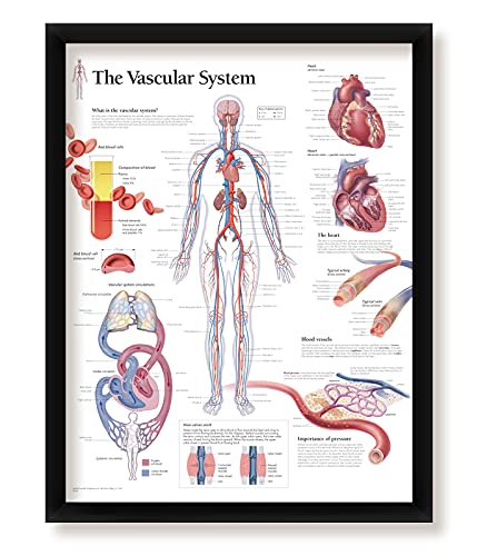 The Vascular System Framed Medical Educational Informational Poster Diagram Doctors Office School Classroom 22x28 Inches