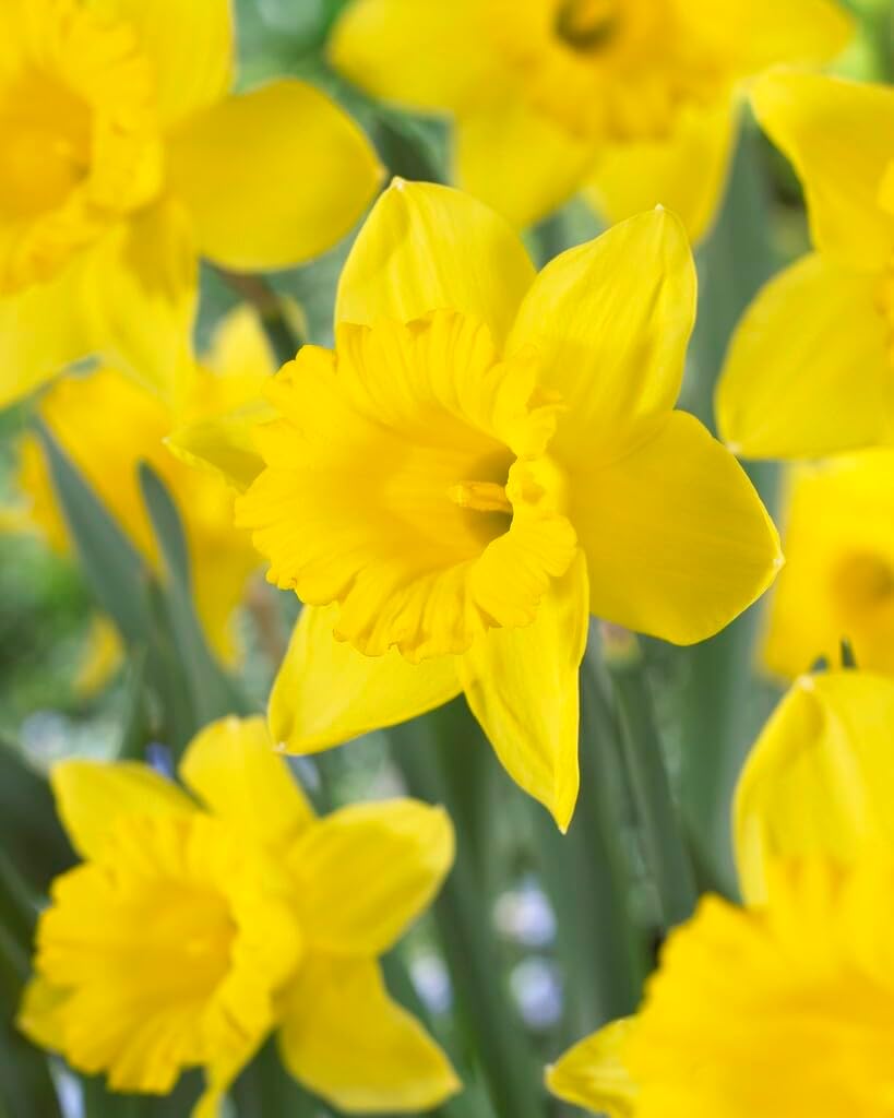 100 Dutchmaster Daffodil Bulbs for Planting, Stunning Perennial Flower, Large Flowering 12/14 cm Bulbs, Grow in Borders, Garden, Landscaping (100 Bulbs)