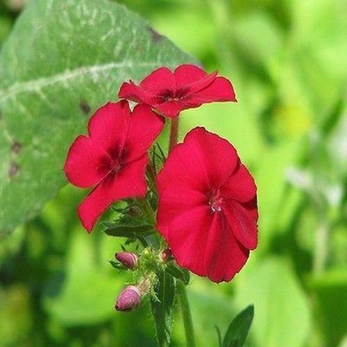 200 Semi Phlox Fiore Scarlatto (Phlox Drummondii)