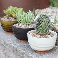 小品盆栽　山野草　サボテン植物　鉢6個組み　陶悦、丸藤他 小品盆栽 山野草 サボテン植物 鉢6個組み 陶悦、丸藤他 2025