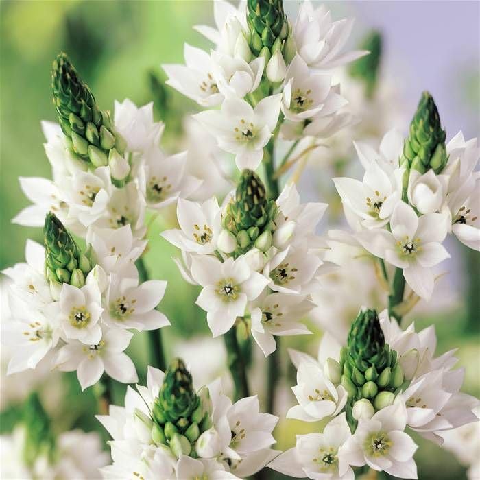 imported Ornithogalum/Chincherinchee White Color Flower Bulbs For Gardening (Pack Of 5 Bulbs) (B0D4M1KDY7) Amazon Price History, Amazon Price Tracker
