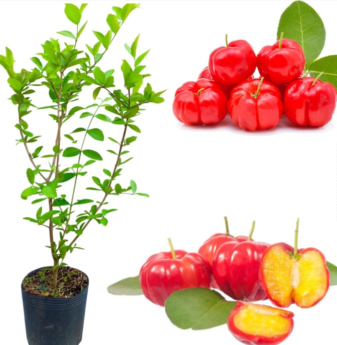 Dwarf Barbados Cherry Tree Plant Red Cherry Tree Acerola Cherrys Shrub Sweet Fruit Trees 8 Inch Tall