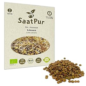 Linsen (Grün) BIO Keimsprossen von SaatPur – Sprossen Keimsaat Microgreen – 75g