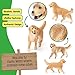 schleich Farm World - 3” Female Golden Retriever Figurine - Realistic Barnyard Dog Figure for Screen-Free Play - Farm Animal Educational Toy for Toddlers - Boys and Girls Ages 3+ | 16395