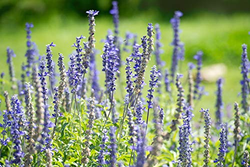 Hyssop Seeds For Planting, 1500+ Seeds Per Packet, (Isla's Garden Seeds), Non Gmo & Heirloom Seeds, Botanical Name: Hyssopus Officinalis, Fragrant Herb & Flower, Great Home Garden Gift #TOP2