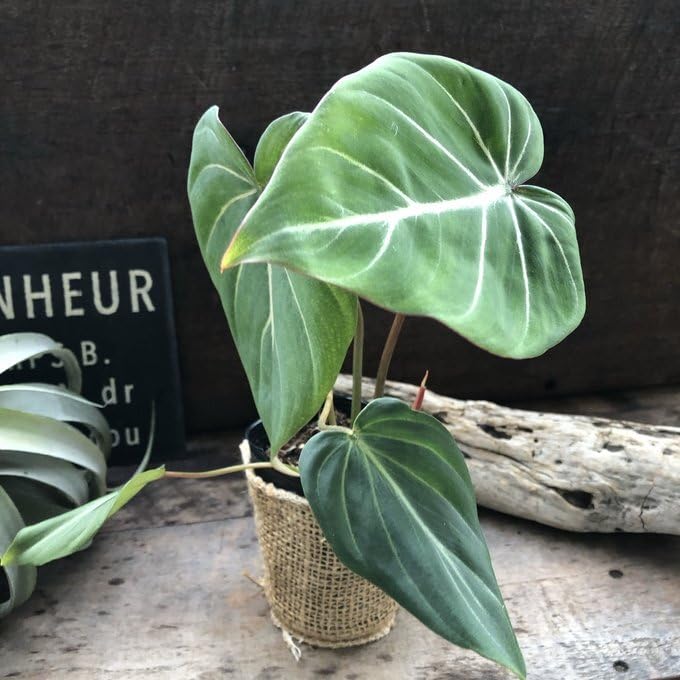 Amazon｜グロリオーサム フィロデンドロン 可愛い 観葉植物｜観葉植物