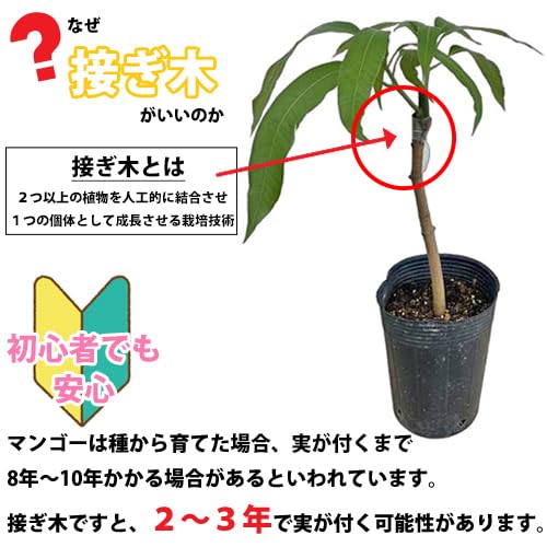 Amazon.co.jp: 複数枝 アップルマンゴー 苗（アーウィン種）接木苗