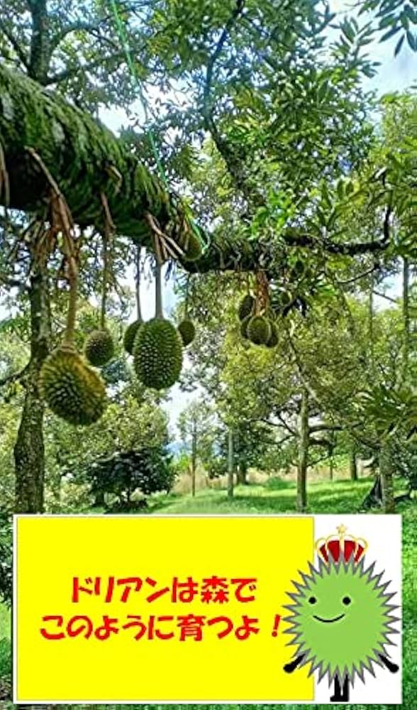Amazon | 冷凍197 ムサンキング ドリアン 猫山王 | MUSANG KING