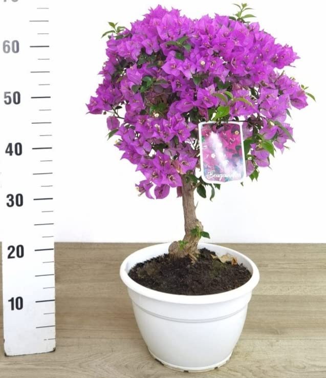 POWERS TO FLOWERS - BOUGAINVILLEA, BUGANVILLEA, pianta vera ALBERELLO VASO 17CM, pianta vera
