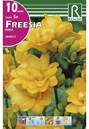 BULBO DE OTOÑO FREESIA DOBLE AMARILLO - 10 UD