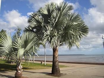 Amazon.co.jp: ヤシの王様 ビスマルキア （シルバーグリーン系