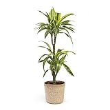 Dracena Lemon Lime o Drácena Limón - Altura 60-70 cm
