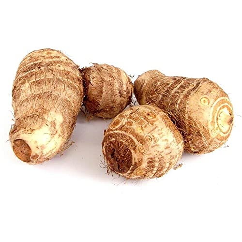 2 Corm of Arvee - COLOCASIA ANTIQUORUM ESCULENTA - Arbi