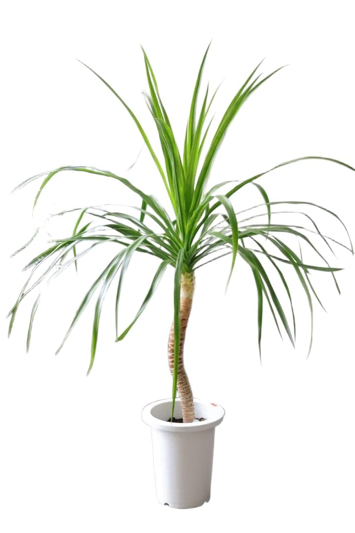 リゾート系観葉植物❤︎ドラセナ【カンボジアーナ】 Amazon｜リゾート系観葉植物︎ドラセナ【カンボジアーナ】｜観葉植物
