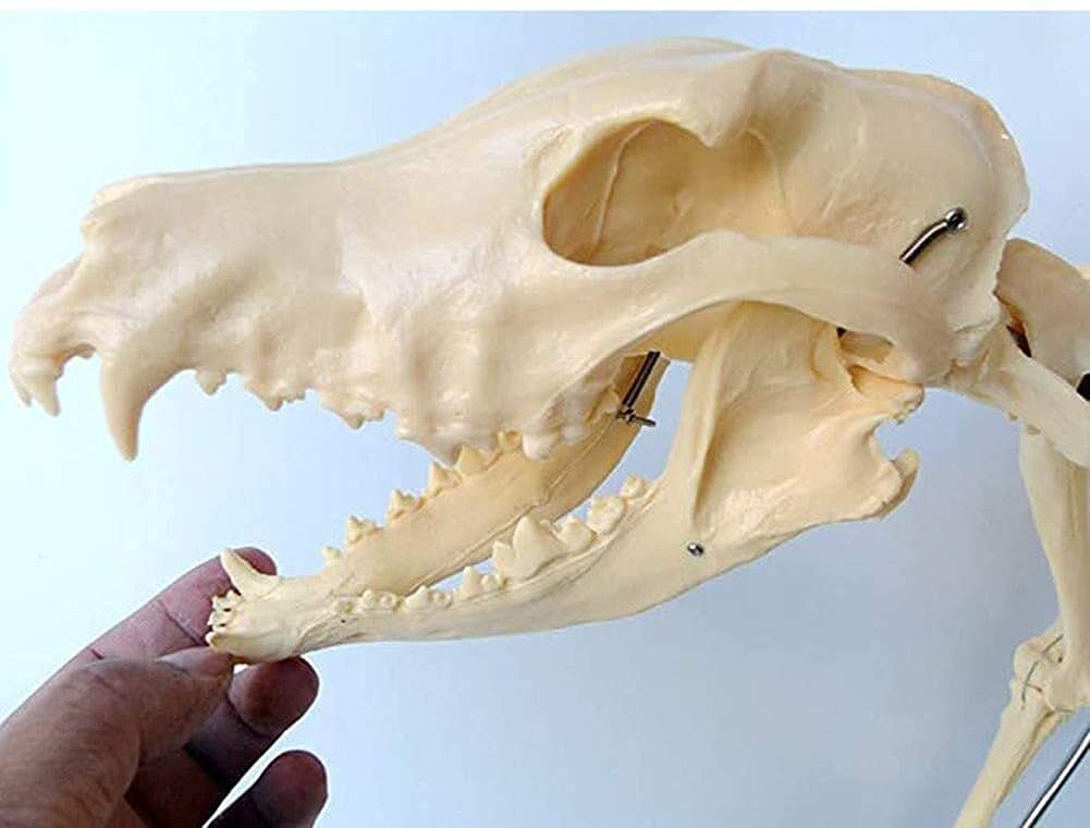 Amazon.co.jp: 犬の骨格標本モデル動物の解剖学の教育と人間の生物学の