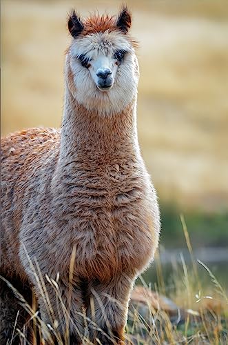 Image of WARRIOR ALPACA SOCKS - Everyday Warrior Collection - All-Purpose Alpaca Socks - Daily Wear for Every Season