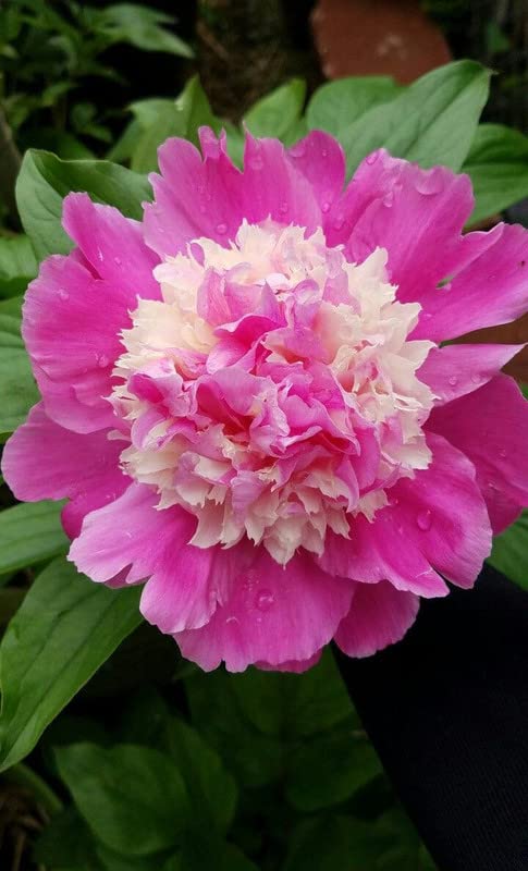 See full amazon price history chart for RITZ FARMING� Imported Excellent-Quality Peony Flower Bulbs for Home Outdoor Gardening Plants Flowering Bulbs Pack of 1 RITZ FARMING� Imported Excellent-Quality Peony Flower Bulbs for Home Outdoor Gardening Plants Flowering Bulbs Pack of 1 (B0B9T27C2Q) Amazon Price History, Amazon Price Tracker