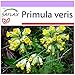 Produktbild SAFLAX - Heilpflanzen - Schlüsselblume - 100 Samen - Primula veris