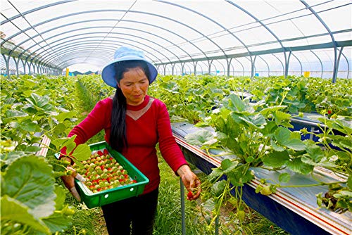 A&A Green Store Greenhouse Plastic Film Clear Polyethylene Cover Uv Resistant (9 Ft Wide X 25 Ft Long) #TOP7