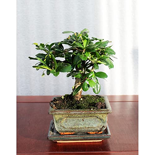 Evergreen Indoor Bonsai Tree in Ceramic Pot planter - easy care HousePlant Variety Carmona Fukien Tea plant in 12cm Pot