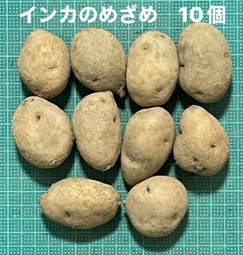 インカのめざめ 10個 お味見 種芋