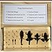 Frog Life Cycle Specimen in Resin - Real 5 Stage Development from Egg to Adult for Stem Science Biology Classroom,Unique Home Office Desk Display,Gift (5.51×2.52×0.71)