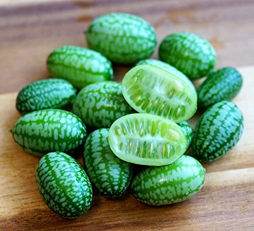 Mexikanische Minigurke - 'Mini-Wassermelone' - Melothria scabra - Exotisch, knackig, dekorativ - Gurke - 20 Samen