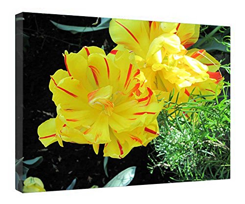 Impression sur toile de tulipes de qualité galerie avec cadre en bois durable 40x50cm