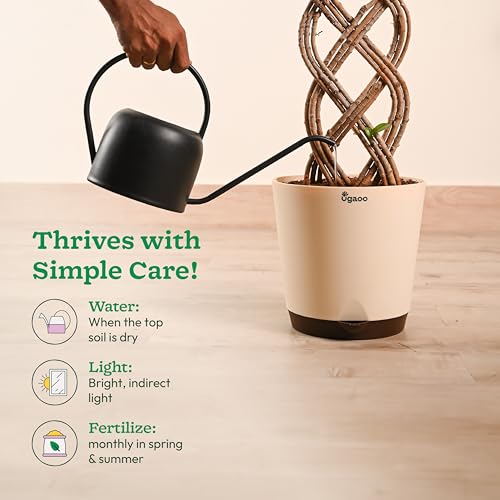 Image of UGAOO Ficus Netted Microcarpa - XL | Indoor Plant for Home | Live Plant with Pot | Indoor Plants with Pots for Home | Live Plants for Living Room
