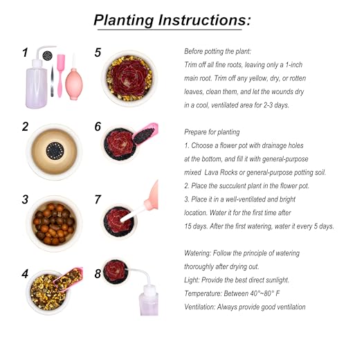 Lithops Large Random Mix Rare Live Succulent Plants, 10 Pcs Succulent Live Plant, Bare Root Without Pot & Soil, Indoor Office Desk Decoration, Friend Plant Lovers Gifts Lithops Large Random Mix Rare Live Succulent Plants, 10 Pcs Succulent Live Plant, Bare Root Without Pot & Soil, Indoor Office Desk Decoration, Friend Plant Lovers Gifts