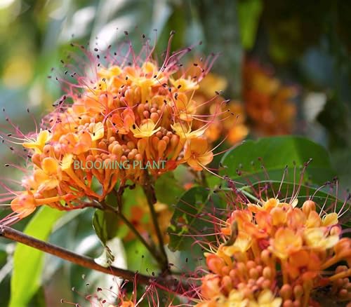 Image of BLOOMING PLANT Live Sita Ashoka Plant (Saraca Asoca) | Ashoka Chettu | Rare Flowering /Ornamental Tree - Spiritual & Healing Plants for Home Garden (1-1.5 Feet Height 1 Plants in Poly Bag)