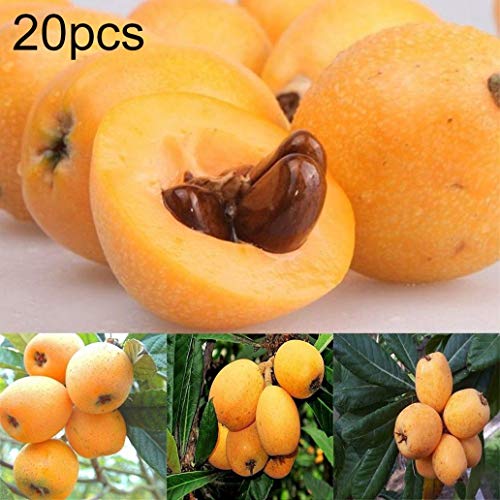 lamta1k Loquat Tree Seeds,20Pcs Loquat Tree Seeds Moistening Lung Relieving Cough Fruit Garden Yard Plant - Loquat Seed