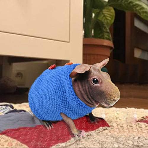 skinny pig with sweater