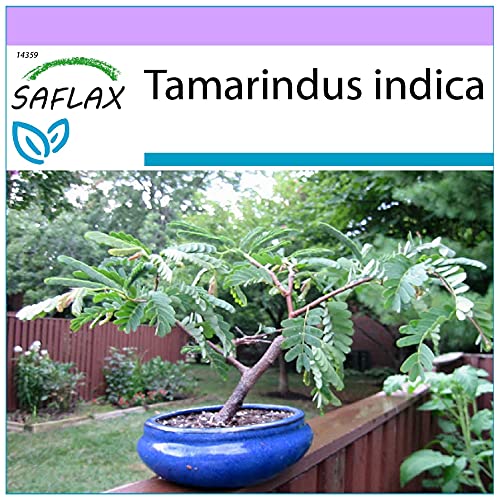 SAFLAX - Dattier d'Inde - 4 graines - Tamarindus indica
