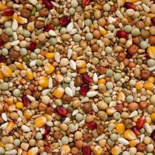 Bird Feed for Pigeon and Dove - 450 Grams Seed Mix of 10 Grains and Nuts(Pack of 1) (B0BNHYJJ9W) Amazon Price History, Amazon Price Tracker