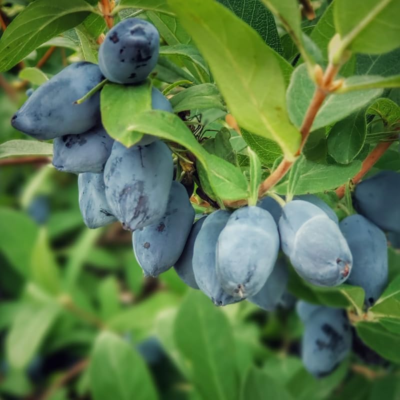 Amazon.com : Blue Haskap Berry Plants, Honeyberry Fruit Plant Live, Honeysuckle  Plant, 4-6 Inches for Planting Outdoor Garden : Patio, Lawn & Garden