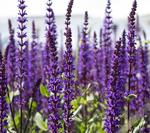 Seedsup - 30+ Garden Sage (Salvia Officinalis) Medicinal Perennial - Herb Purple #TOP4