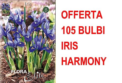 OFFERTA 105 BULBI IRIS RETICULATA HARMONY BULBS