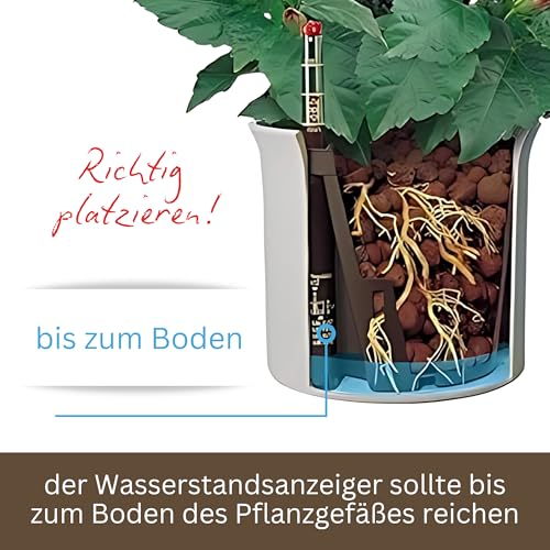 Leni Wasserstandsanzeiger für Zimmerpflanzen in Hydrokultur und Granulat – Gießanzeige in verschiedenen Größen klein bis groß – Pegulator Wassermesser für Blumentopf & Pflanzenpflege (II / 19)
