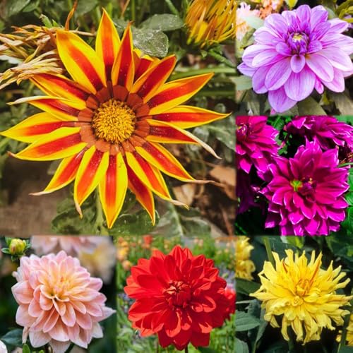 bulbos de dalia son resistentes Acónitos invierno resistentes perennes, bulbos primavera 6pcs