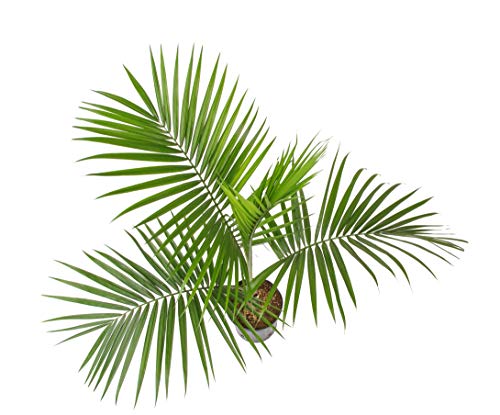 Costa Farms Home Décor, Premium Live Boston Fern Hanging Basket, 2-Pack & Majesty Palm Tree, Live Indoor Plant, 3 To 4-Feet Tall, Ships With Décor Planter, Fresh From Our Farm #TOP5