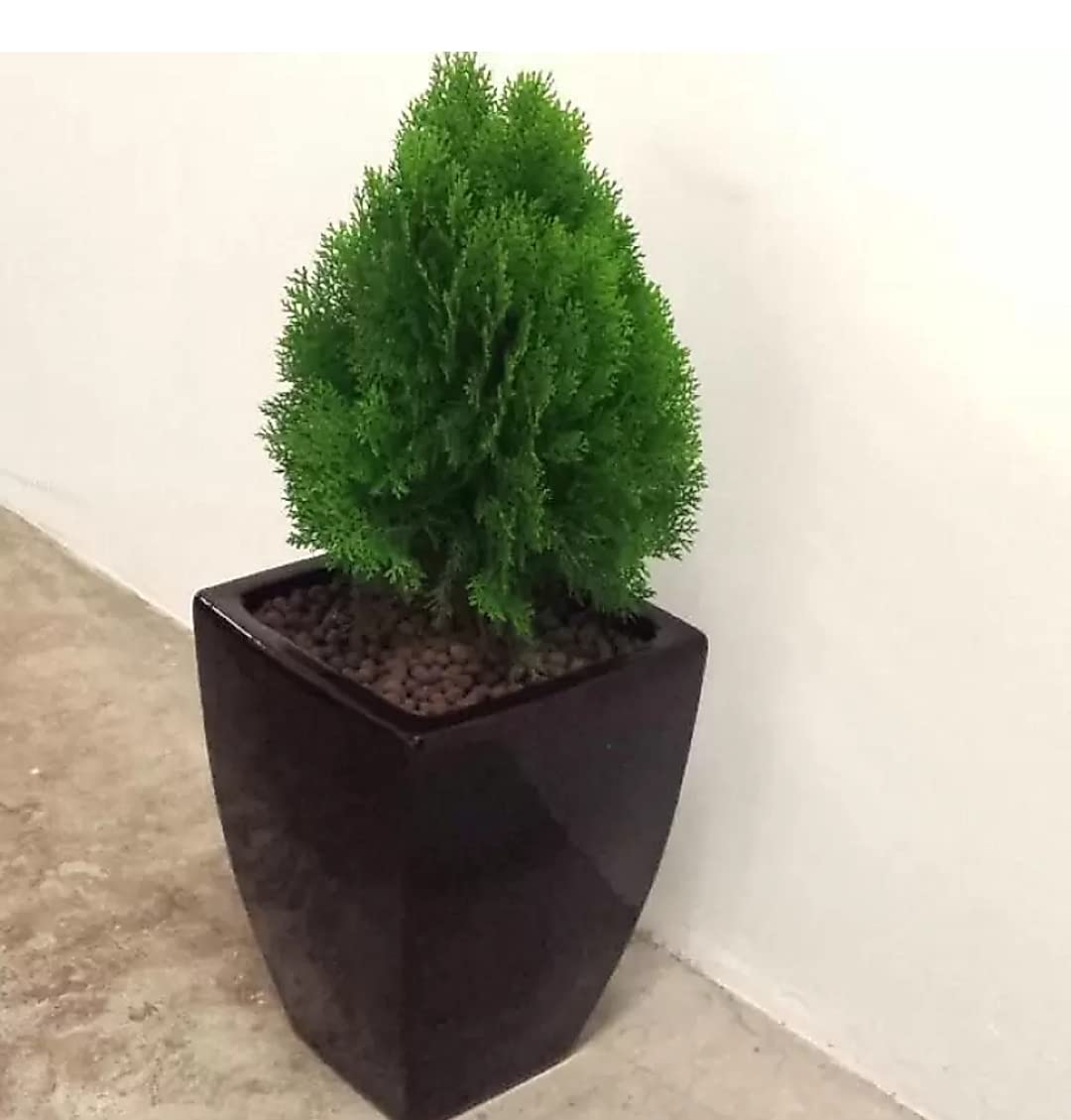 Chitaansh/Kuberaa MayurPankhi Live Plant Natural Air Purifier With Pot & Pebbles for wealth & Decoration Shops/Offices/Home.